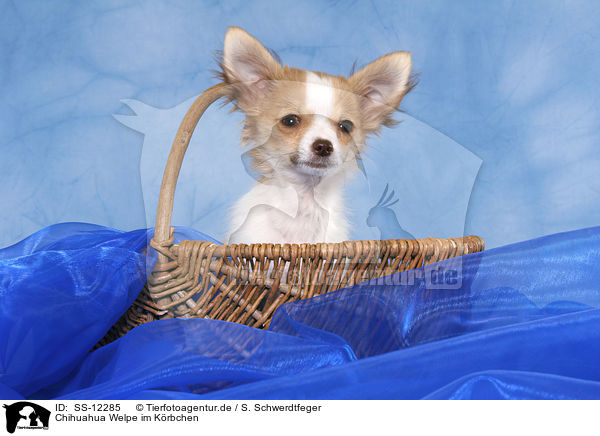Chihuahua Welpe im Krbchen / Chihuahua puppy in basket / SS-12285