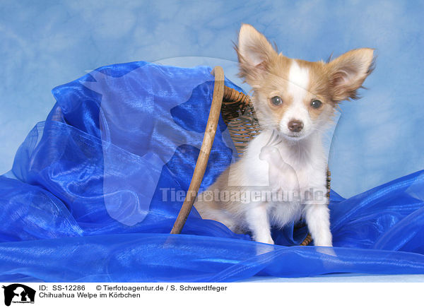 Chihuahua Welpe im Krbchen / Chihuahua puppy in basket / SS-12286