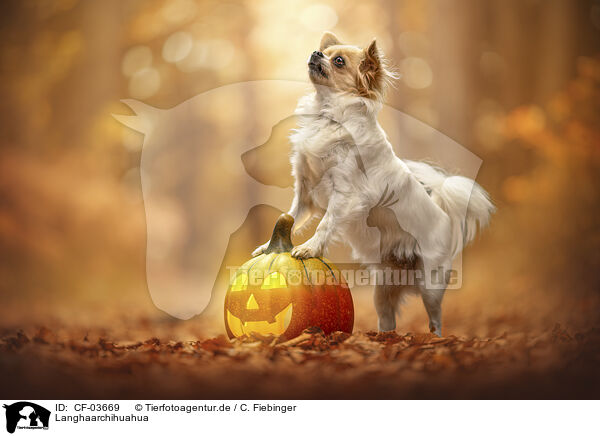 Langhaarchihuahua / longhaired Chihuahua / CF-03669