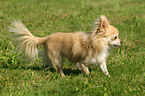 rennender Chihuahua