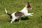 rennender Chihuahua Welpe