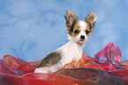 Chihuahua Welpe