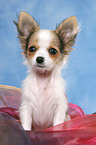 Chihuahua Welpe