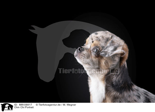Chin Chi Portrait / Chin Chi Portrait / MW-08817