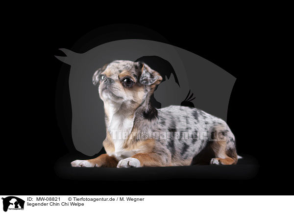 liegender Chin Chi Welpe / lying Chin Chi Puppy / MW-08821