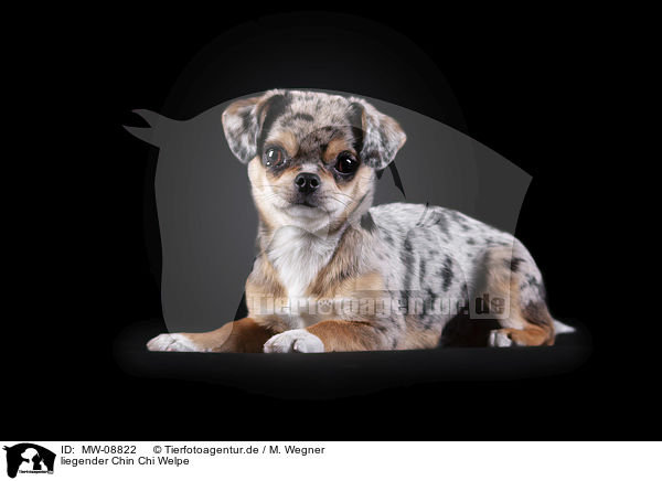 liegender Chin Chi Welpe / lying Chin Chi Puppy / MW-08822
