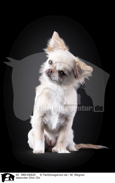 sitzender Chin Chi / sitting Chin Chi / MW-08826