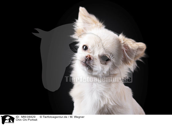 Chin Chi Portrait / Chin Chi Portrait / MW-08829