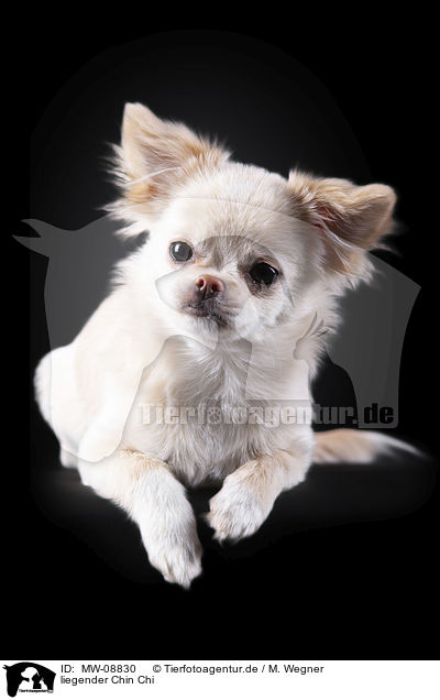 liegender Chin Chi / lying Chin Chi / MW-08830