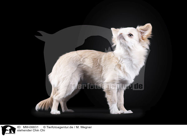 stehender Chin Chi / standing Chin Chi / MW-08831