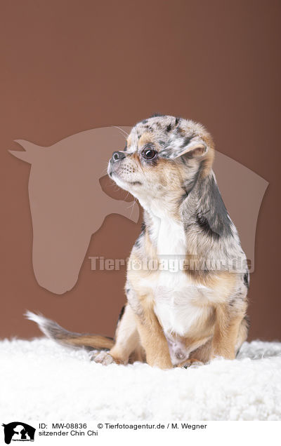 sitzender Chin Chi / sitting Chin Chi / MW-08836