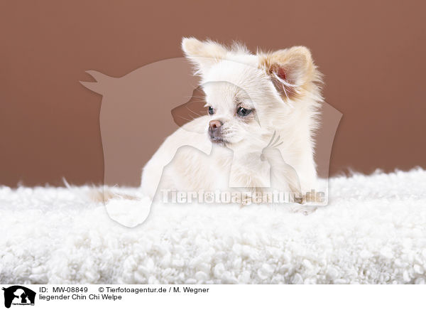 liegender Chin Chi Welpe / lying Chin Chi Puppy / MW-08849