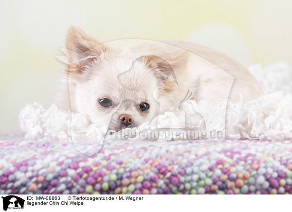 liegender Chin Chi Welpe / lying Chin Chi Puppy / MW-08863