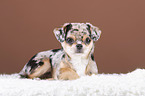 liegender Chin Chi Welpe