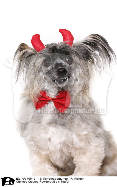 Chinese Crested Powderpuff als Teufel / RR-76542