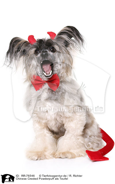 Chinese Crested Powderpuff als Teufel / Chinese Crested Powderpuff as devil / RR-76546