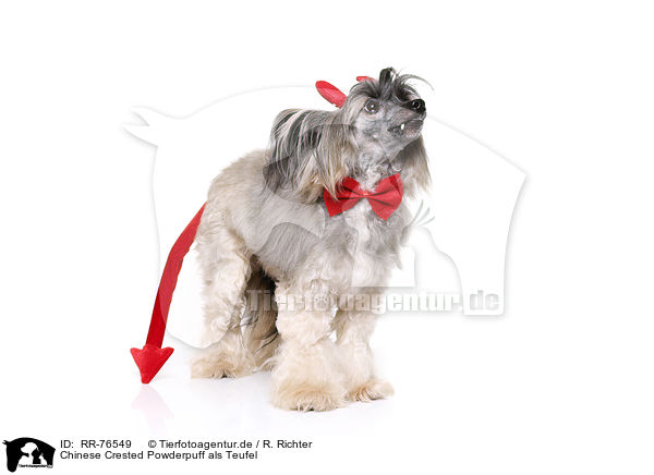 Chinese Crested Powderpuff als Teufel / Chinese Crested Powderpuff as devil / RR-76549