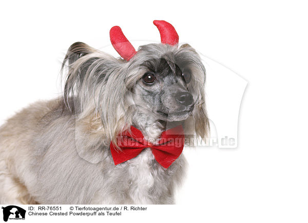 Chinese Crested Powderpuff als Teufel / Chinese Crested Powderpuff as devil / RR-76551