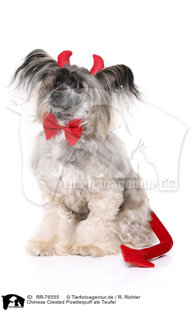 Chinese Crested Powderpuff als Teufel / Chinese Crested Powderpuff as devil / RR-76555