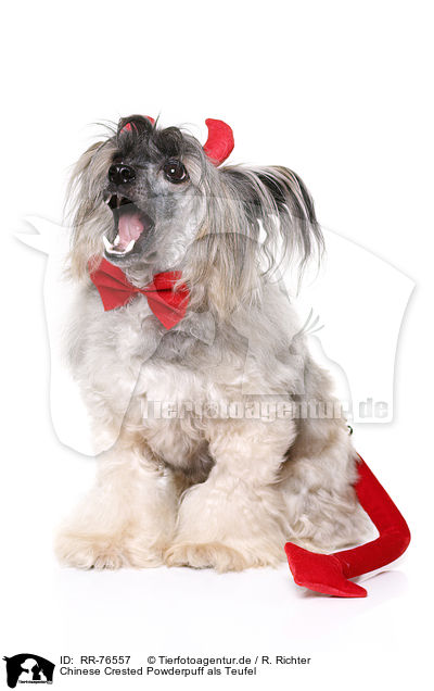 Chinese Crested Powderpuff als Teufel / RR-76557