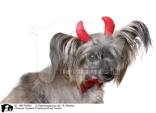 Chinese Crested Powderpuff als Teufel / Chinese Crested Powderpuff as devil / RR-76562