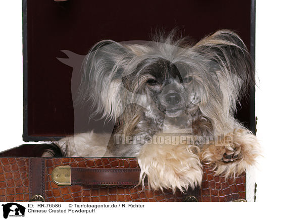 Chinese Crested Powderpuff / Chinese Crested Powderpuff / RR-76586