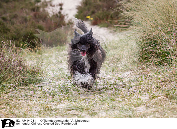rennender Chinese Crested Dog Powderpuff / AM-04931