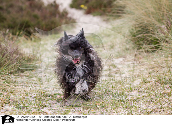 rennender Chinese Crested Dog Powderpuff / running Chinese Crested Dog Powderpuff / AM-04932