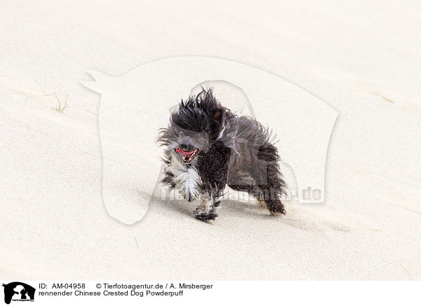 rennender Chinese Crested Dog Powderpuff / AM-04958