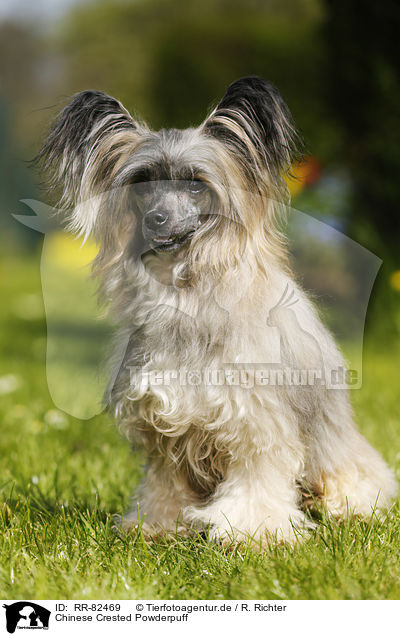 Chinese Crested Powderpuff / RR-82469
