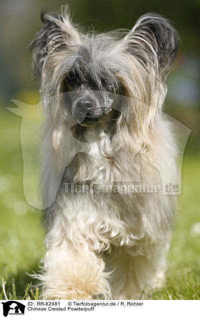 Chinese Crested Powderpuff / RR-82481