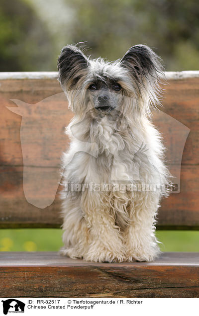 Chinese Crested Powderpuff / RR-82517