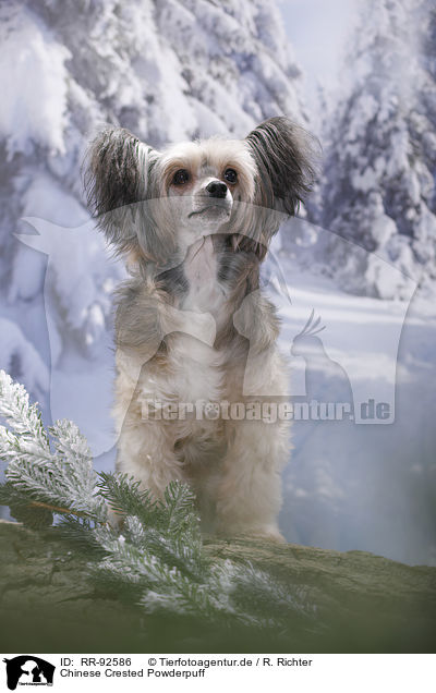 Chinese Crested Powderpuff / Chinese Crested Powderpuff / RR-92586