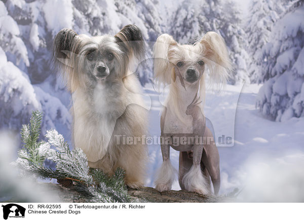 Chinese Crested Dogs / RR-92595