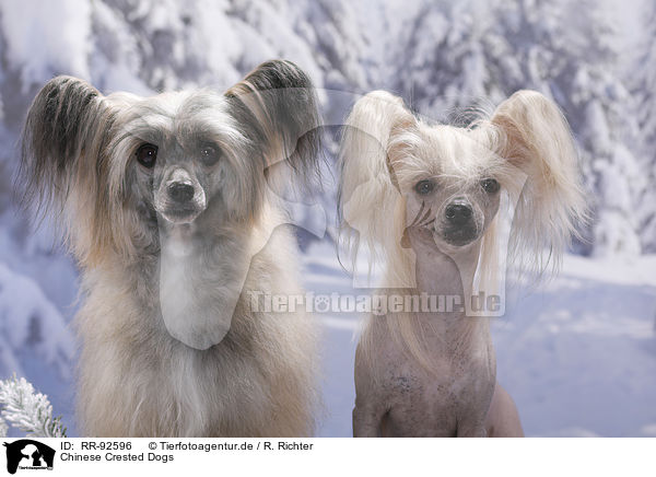 Chinese Crested Dogs / RR-92596