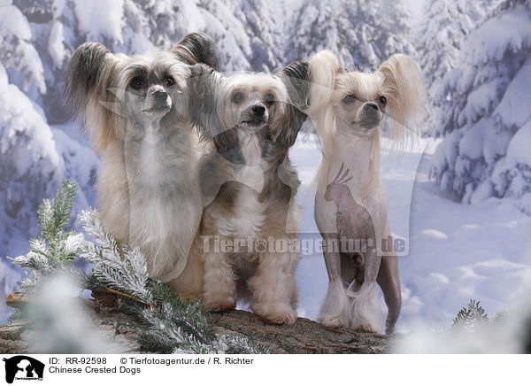 Chinese Crested Dogs / RR-92598