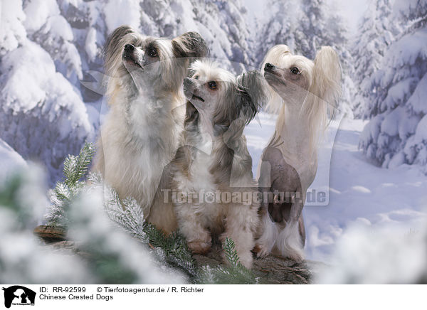 Chinese Crested Dogs / RR-92599