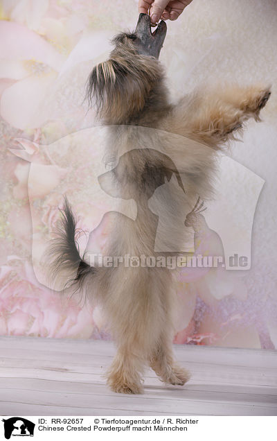 Chinese Crested Powderpuff macht Mnnchen / begging Chinese Crested Powderpuff / RR-92657