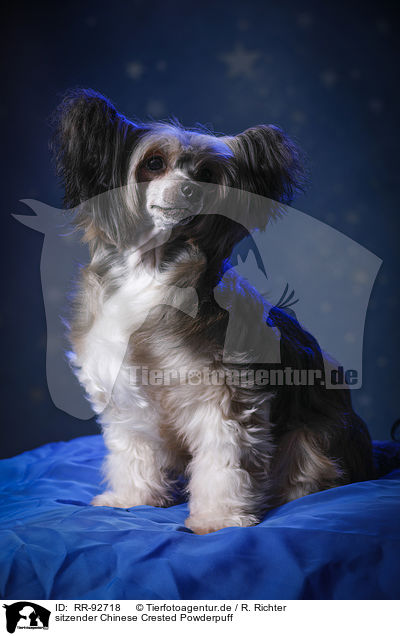 sitzender Chinese Crested Powderpuff / sitting Chinese Crested Powderpuff / RR-92718