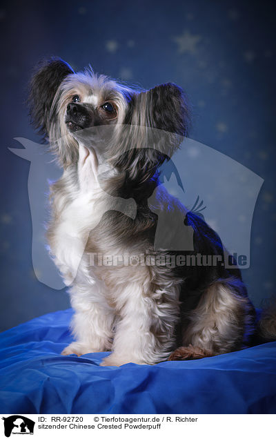 sitzender Chinese Crested Powderpuff / sitting Chinese Crested Powderpuff / RR-92720