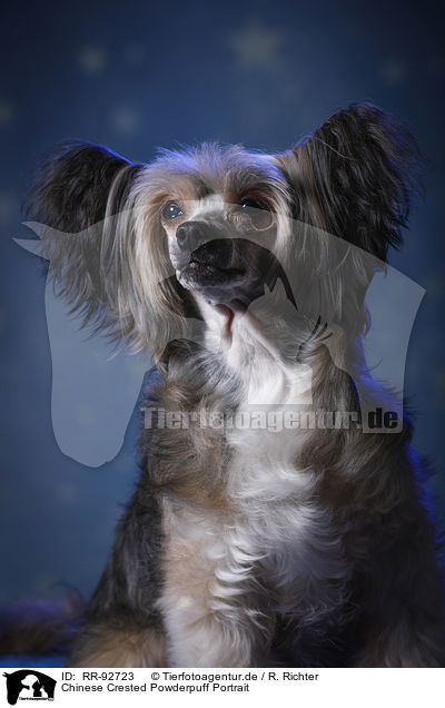 Chinese Crested Powderpuff Portrait / RR-92723