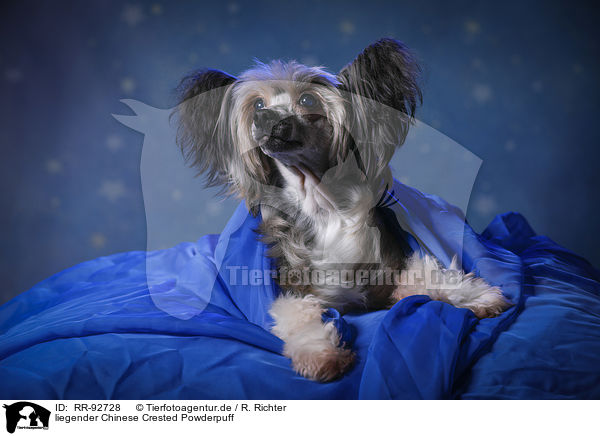 liegender Chinese Crested Powderpuff / lying Chinese Crested Powderpuff / RR-92728