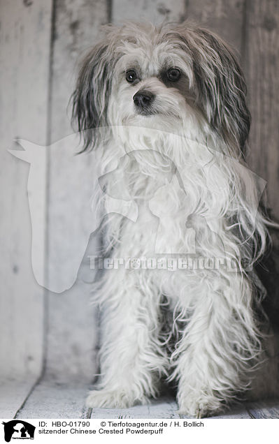 sitzender Chinese Crested Powderpuff / HBO-01790