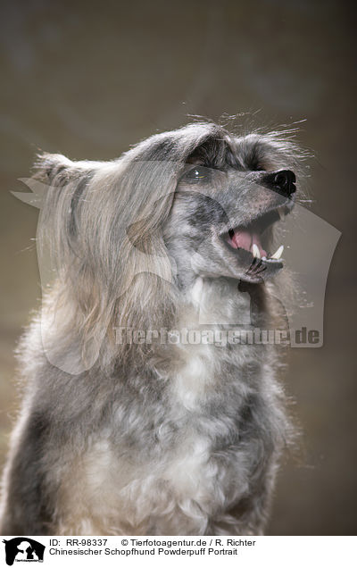 Chinesischer Schopfhund Powderpuff Portrait / RR-98337