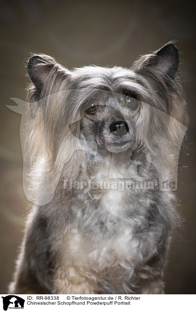 Chinesischer Schopfhund Powderpuff Portrait / RR-98338