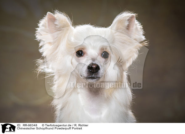 Chinesischer Schopfhund Powderpuff Portrait / RR-98348