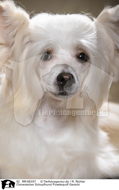 Chinesischer Schopfhund Powderpuff Gesicht / RR-98357