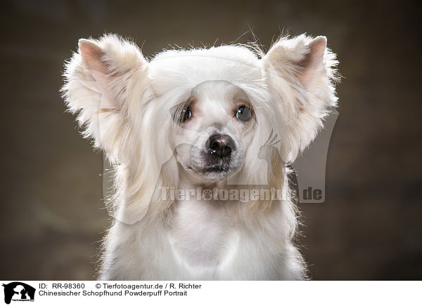 Chinesischer Schopfhund Powderpuff Portrait / RR-98360