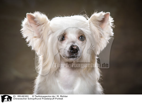 Chinesischer Schopfhund Powderpuff Portrait / Chinese Crested Powderpuff Portrait / RR-98360