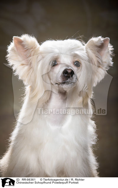 Chinesischer Schopfhund Powderpuff Portrait / RR-98361